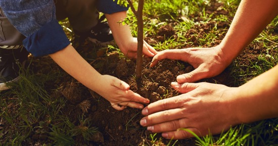 Arbor Day Tree Planting Event Planned